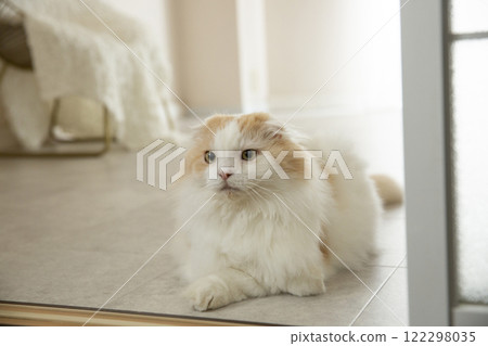 Fluffy cute cat 122298035