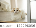 Fluffy cute cat 122298036