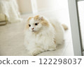 Fluffy cute cat 122298037