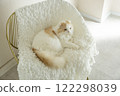 Fluffy cute cat 122298039