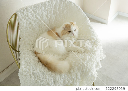 可愛的毛茸茸的貓 122298039