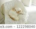 Fluffy cute cat 122298040
