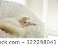 Fluffy cute cat 122298041