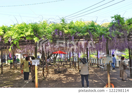 Wisteria, a natural monument designated by the prefecture, located at Jozenji Temple in Fukuchi Town, Fukuoka Prefecture Wisteria, a natural monument designated by the prefecture, located at Jozenji Temple in Fukuchi Town, Fukuoka Prefecture 122298114