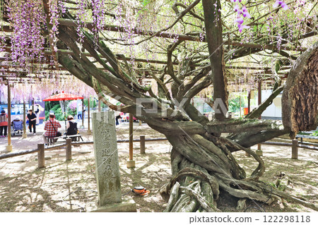 Wisteria, a natural monument designated by the prefecture, located at Jozenji Temple in Fukuchi Town, Fukuoka Prefecture 122298118