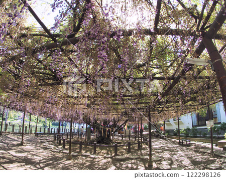 Wisteria, a natural monument designated by the prefecture, located at Jozenji Temple in Fukuchi Town, Fukuoka Prefecture Wisteria, a natural monument designated by the prefecture, located at Jozenji Temple in Fukuchi Town, Fukuoka Prefecture 122298126