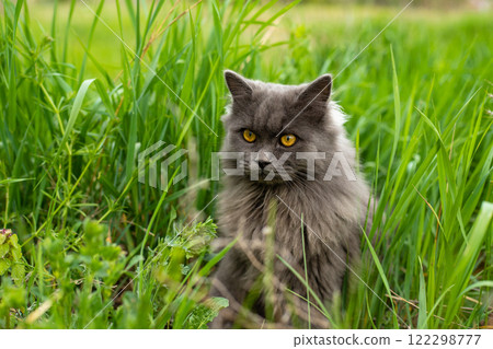 A very fluffy cat is sitting in the green grass on a sunny summer day A very fluffy cat is sitting in the green grass on a sunny summer day 122298777