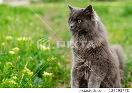 A fluffy gray cat stands on two paws. Peeking out of the grass. Copy space A fluffy gray cat stands on two paws. Peeking out of the grass. Copy space 122298778