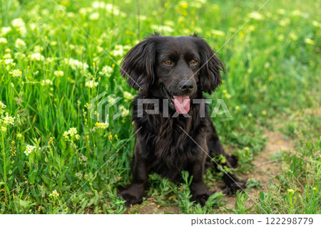 Dog is a black Spaniel, sitting in the green grass with a pink tongue hanging out. Hunting dog. A walk with a dog. Dog is a black Spaniel, sitting in the green grass with a pink tongue hanging out. Hunting dog. A walk with a dog. 122298779