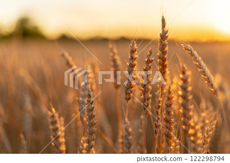 Golden ears of wheat in the field. Agriculture background Golden ears of wheat in the field. Agriculture background 122298794