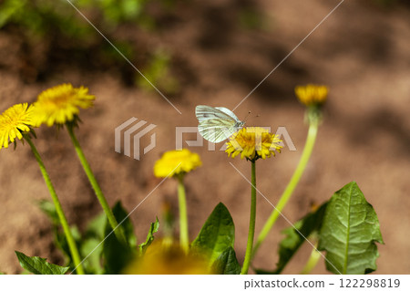 A white butterfly sits on a dandelion. Copy space 122298819