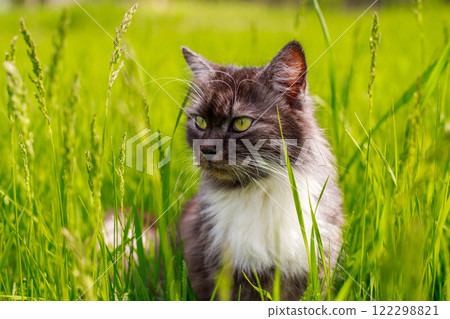 A fluffy cat is sitting in the grass on a sunny summer day 122298821