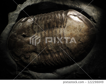 giant trilobyte prehistoric fossil detail giant trilobyte prehistoric fossil detail 122298849