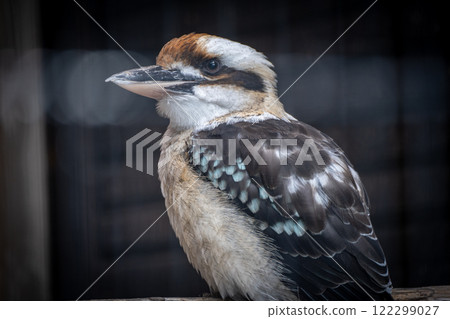 Warai kingfisher Warai kingfisher 122299027