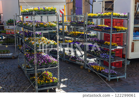 Colorful violets for the garden and backyard are sold at the spring market, adding seasonal charm Colorful violets for the garden and backyard are sold at the spring market, adding seasonal charm 122299061