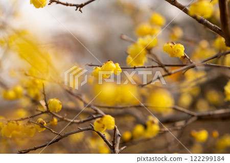 蠟梅和肉白梅 蠟梅和肉白梅 122299184