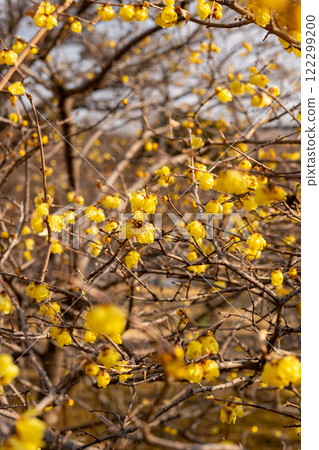 Wintersweet and plum, Wintersweet, Plum Wintersweet and plum, Wintersweet, Plum 122299200