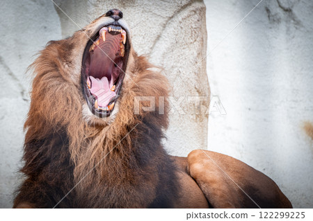 Yawning lion 122299225