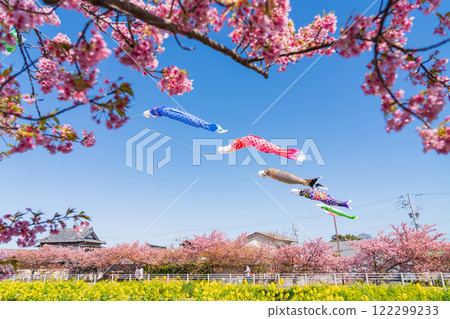 Menmutagawa River in spring, Kawazu cherry blossoms in full bloom, rape blossoms, and carp streamers (Tawara City, Aichi Prefecture) 122299233