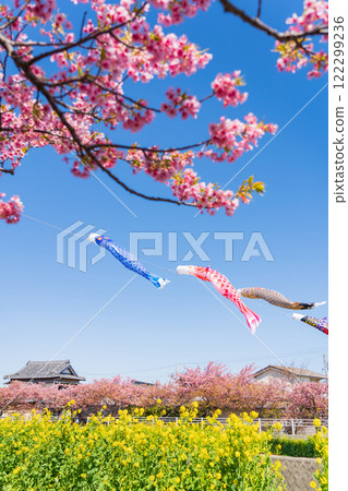 Menmutagawa River in spring, Kawazu cherry blossoms in full bloom, rape blossoms, and carp streamers (Tawara City, Aichi Prefecture) 122299236