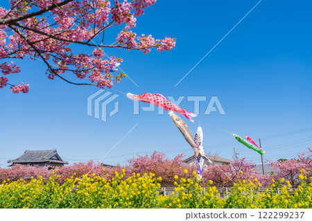 Menmutagawa River in spring, Kawazu cherry blossoms in full bloom, rape blossoms, and carp streamers (Tawara City, Aichi Prefecture) Menmutagawa River in spring, Kawazu cherry blossoms in full bloom, rape blossoms, and carp streamers (Tawara City, Aichi Prefecture) 122299237
