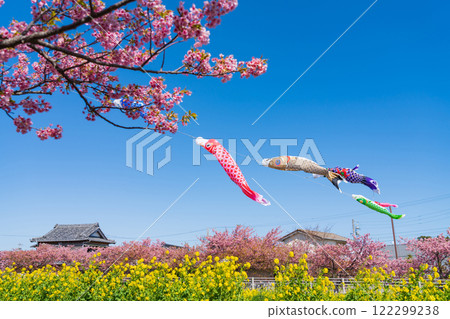 春天的面目田川、盛開的河津櫻花、油菜花、鯉魚旗(愛知縣田原市) 春天的面目田川、盛開的河津櫻花、油菜花、鯉魚旗(愛知縣田原市) 122299238