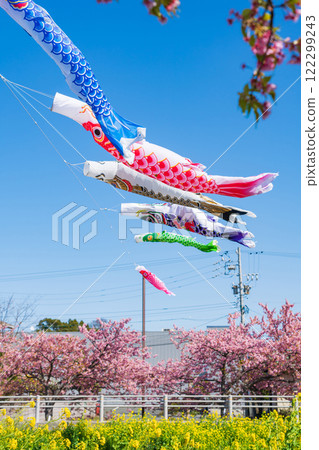 春天的面目田川、盛開的河津櫻花、油菜花、鯉魚旗（愛知縣田原市） 122299243