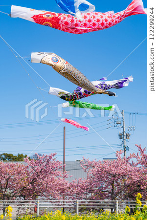 春天的面目田川、盛開的河津櫻花、油菜花、鯉魚旗（愛知縣田原市） 122299244