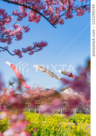 春天的面目田川、盛開的河津櫻花、油菜花、鯉魚旗（愛知縣田原市） 122299249