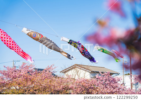春天的面目田川、盛開的河津櫻花、油菜花、鯉魚旗（愛知縣田原市） 122299250