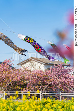春天的面目田川、盛開的河津櫻花、油菜花、鯉魚旗（愛知縣田原市） 122299252
