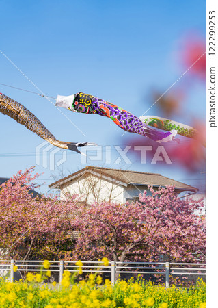 Menmutagawa River in spring, Kawazu cherry blossoms in full bloom, rape blossoms, and carp streamers (Tawara City, Aichi Prefecture) Menmutagawa River in spring, Kawazu cherry blossoms in full bloom, rape blossoms, and carp streamers (Tawara City, Aichi Prefecture) 122299253