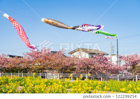 Menmutagawa River in spring, Kawazu cherry blossoms in full bloom, rape blossoms, and carp streamers (Tawara City, Aichi Prefecture) 122299254