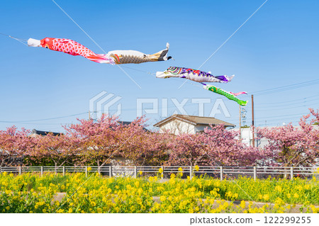 春天的面目田川、盛開的河津櫻花、油菜花、鯉魚旗（愛知縣田原市） 122299255