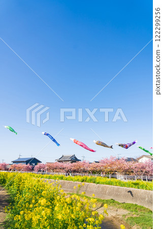 春天的面目田川、盛開的河津櫻花、油菜花、鯉魚旗（愛知縣田原市） 122299256