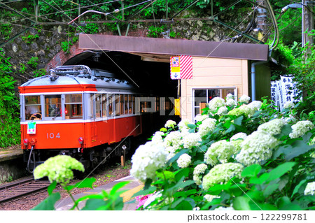 Image of the hydrangea train passing through the platform at Tonosawa Station on the Hakone Tozan Railway in Kanto, Hakone-machi, Kanagawa Prefecture (6) 122299781