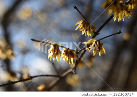 冬花:柔白黃花 冬花:柔白黃花 122300734