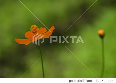 Yellow Cosmos at 138 Tower Park 122300928