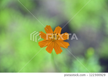 Yellow Cosmos at 138 Tower Park 122300929