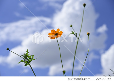 Yellow Cosmos at 138 Tower Park 122300936