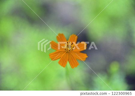 138 塔公園 Kibana Cosmos 138 塔公園 Kibana Cosmos 122300965