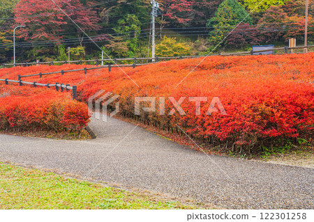 豐田市大平公園的道壇杜鵑花景觀(愛知縣) 豐田市大平公園的道壇杜鵑花景觀(愛知縣) 122301258