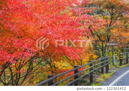 Vibrant autumn foliage at Oihira Park in Toyota City (Aichi Prefecture) 122301452