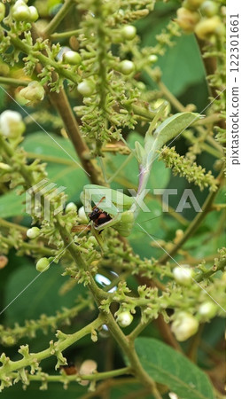 Praying Mantis Hunting and Eating Prey on Plant Praying Mantis Hunting and Eating Prey on Plant 122301661