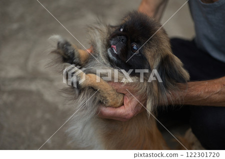 A cute Pekingese dog being held by a person's hands, sticking out its tongue playfully. The fluffy fur and expressive face of the dog create a warm and lively moment. A cute Pekingese dog being held by a person's hands, sticking out its tongue playfully. The fluffy fur and expressive face of the dog create a warm and lively moment. 122301720