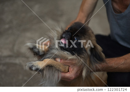 A cute Pekingese dog being held by a person's hands, sticking out its tongue playfully. The fluffy fur and expressive face of the dog create a warm and lively moment. A cute Pekingese dog being held by a person's hands, sticking out its tongue playfully. The fluffy fur and expressive face of the dog create a warm and lively moment. 122301724