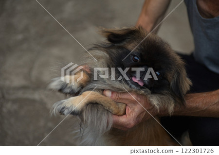 A cute Pekingese dog being held by a person's hands, sticking out its tongue playfully. The fluffy fur and expressive face of the dog create a warm and lively moment. A cute Pekingese dog being held by a person's hands, sticking out its tongue playfully. The fluffy fur and expressive face of the dog create a warm and lively moment. 122301726