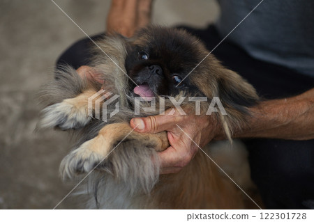 A cute Pekingese dog being held by a person's hands, sticking out its tongue playfully. The fluffy fur and expressive face of the dog create a warm and lively moment. A cute Pekingese dog being held by a person's hands, sticking out its tongue playfully. The fluffy fur and expressive face of the dog create a warm and lively moment. 122301728