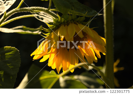 Close-up of a sunflower backlit by warm sunlight, creating a dramatic contrast between the bright yellow petals and the dark background. Close-up of a sunflower backlit by warm sunlight, creating a dramatic contrast between the bright yellow petals and the dark background. 122301775