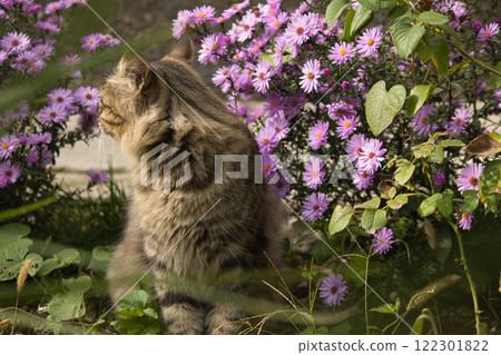 Close-up of a majestic tabby cat with striking green eyes, resting against a textured stone wall, surrounded by soft-focus purple flowers in the foreground. Close-up of a majestic tabby cat with striking green eyes, resting against a textured stone wall, surrounded by soft-focus purple flowers in the foreground. 122301822